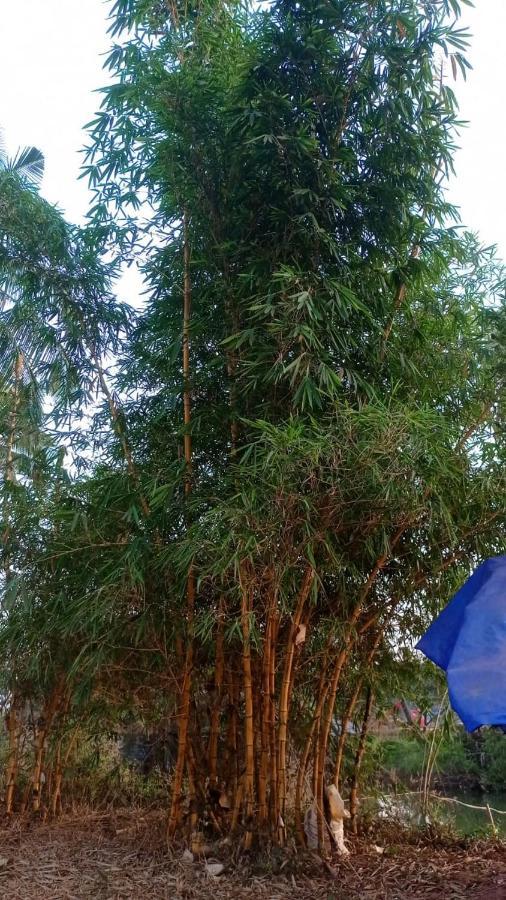 Narayanalayam-Vintage Retreat-Homestay & Rest'Inn 坎努尔 外观 照片